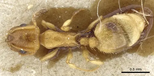 Temnothorax subcingulatus specimen