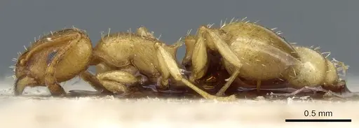 Temnothorax subcingulatus specimen