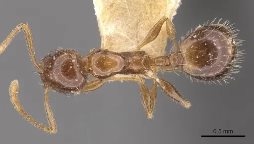 Temnothorax suberis specimen