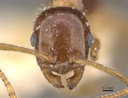 Temnothorax suberis specimen