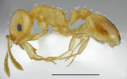 Temnothorax subtilis specimen