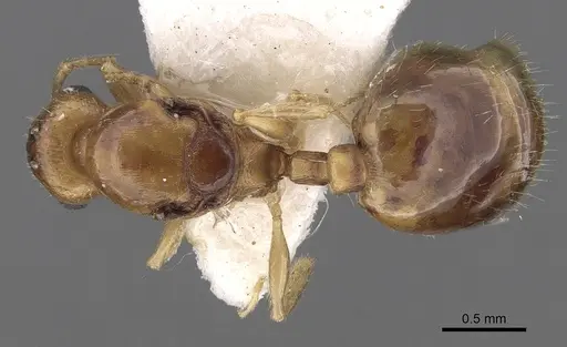 Temnothorax subtilis - CASENT0906008