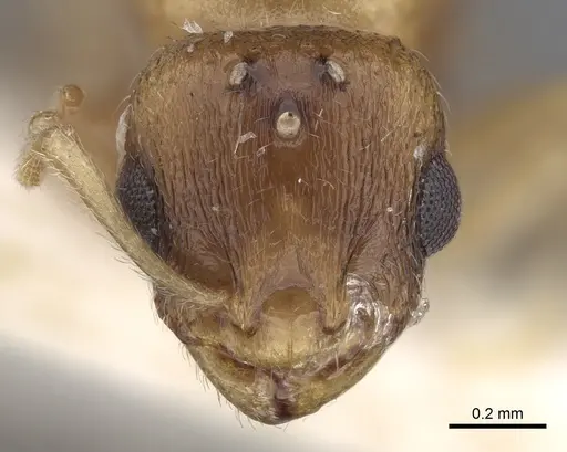 Temnothorax subtilis - CASENT0906008