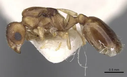 Temnothorax subtilis - CASENT0906008