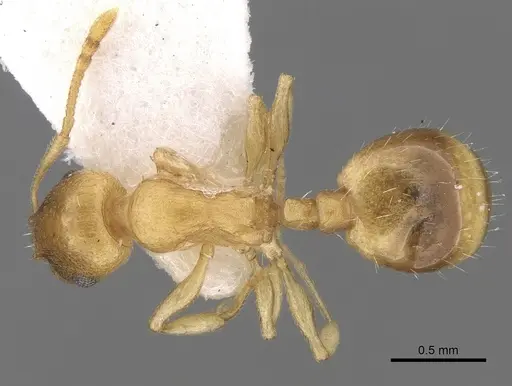 Temnothorax subtilis - CASENT0906009