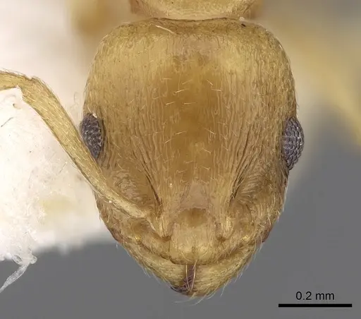 Temnothorax subtilis - CASENT0906009