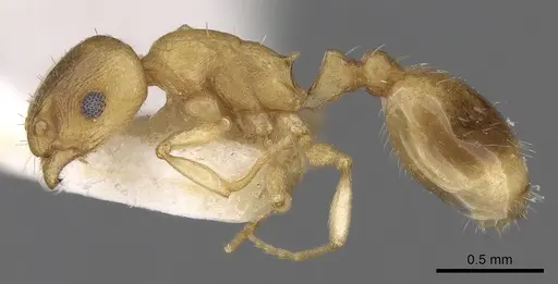 Temnothorax subtilis - CASENT0906009