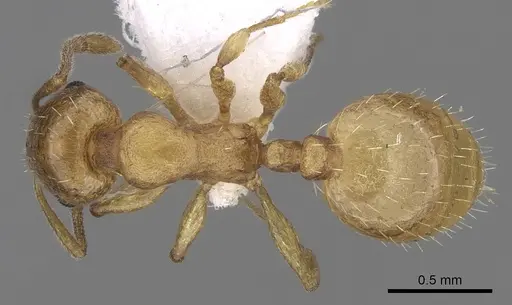 Temnothorax subtilis - CASENT0906010