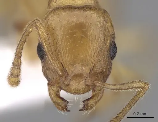 Temnothorax subtilis - CASENT0906010