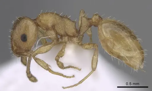 Temnothorax subtilis - CASENT0906010