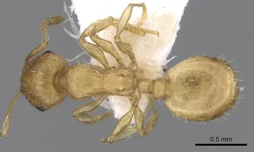 Temnothorax subtilis - CASENT0906012