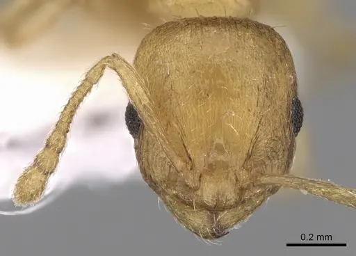 Temnothorax subtilis - CASENT0906012