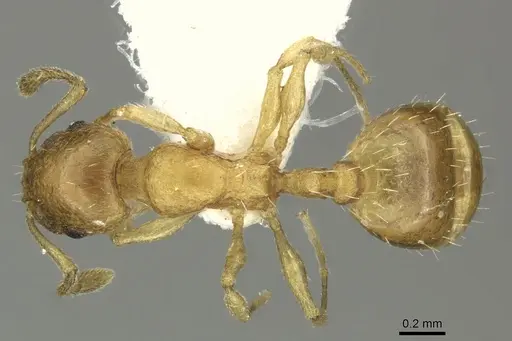 Temnothorax subtilis - CASENT0906697