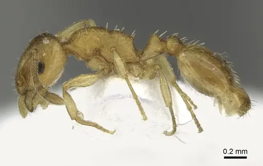 Temnothorax subtilis - CASENT0906697