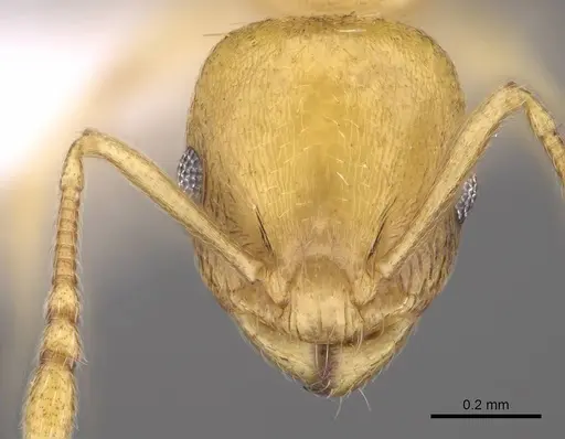 Temnothorax subtilis - CASENT0914635