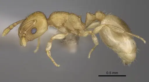 Temnothorax subtilis - CASENT0914635