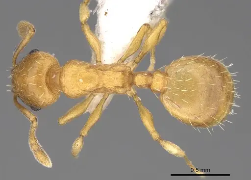 Temnothorax subtilis - CASENT0914687