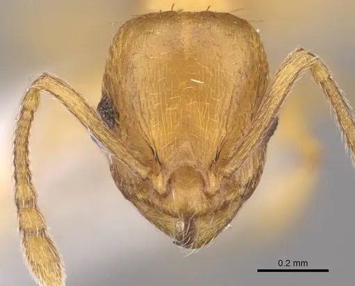 Temnothorax subtilis - CASENT0914687