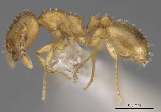 Temnothorax subtilis - CASENT0914687