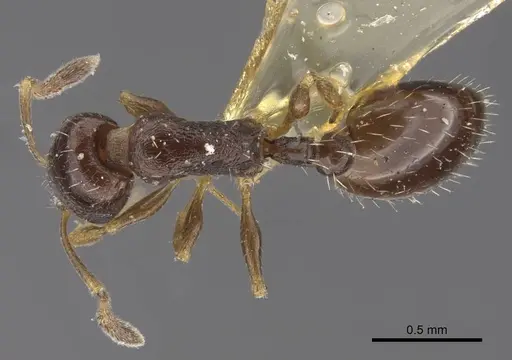 Temnothorax susamyri specimen