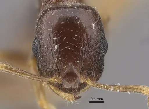 Temnothorax susamyri specimen