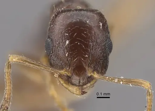Temnothorax susamyri specimen