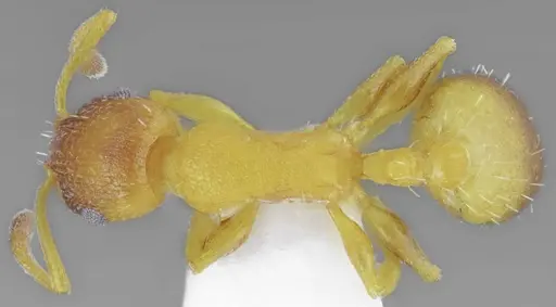 Temnothorax tembotovi specimen