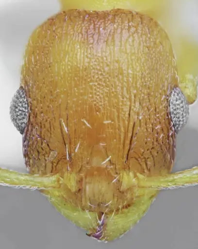 Temnothorax tembotovi specimen