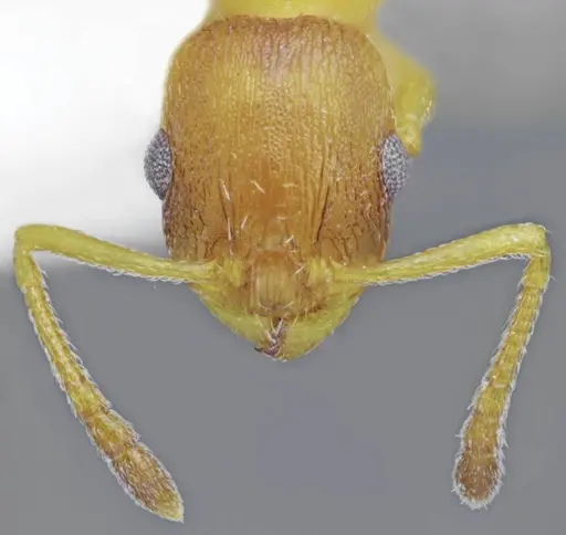 Temnothorax tembotovi specimen