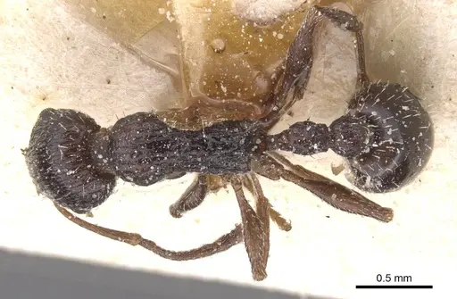 Temnothorax tenuispinus specimen