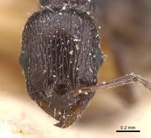 Temnothorax tenuispinus specimen