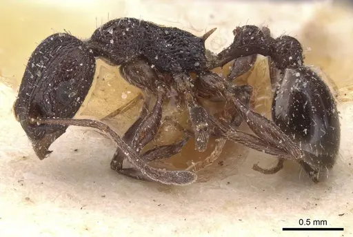 Temnothorax tenuispinus specimen