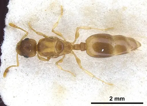Temnothorax tergestinus specimen