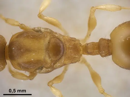Temnothorax tergestinus specimen
