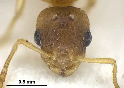 Temnothorax tergestinus specimen