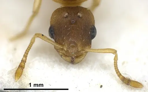 Temnothorax tergestinus - ANTWEB1041300