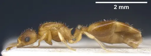 Temnothorax tergestinus - ANTWEB1041300