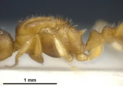 Temnothorax tergestinus - ANTWEB1041300