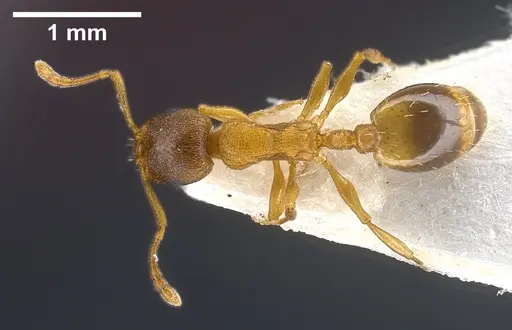 Temnothorax tergestinus - ANTWEB1041378