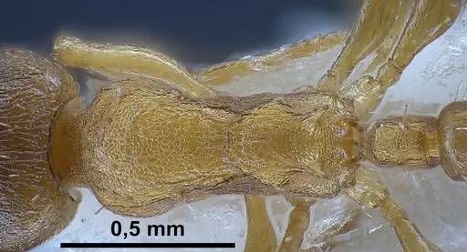 Temnothorax tergestinus - ANTWEB1041378