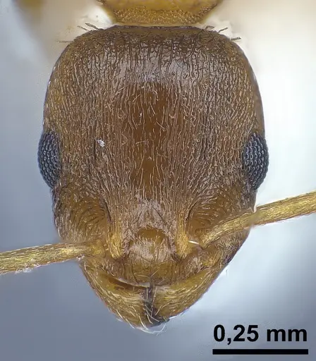 Temnothorax tergestinus - ANTWEB1041378