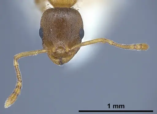 Temnothorax tergestinus - ANTWEB1041378