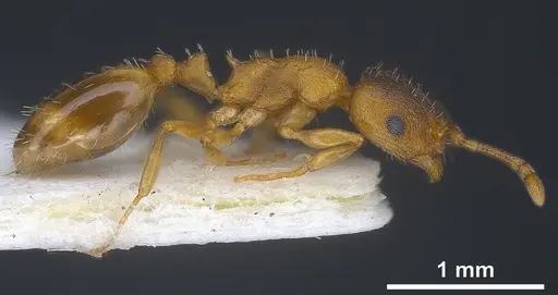 Temnothorax tergestinus - ANTWEB1041378
