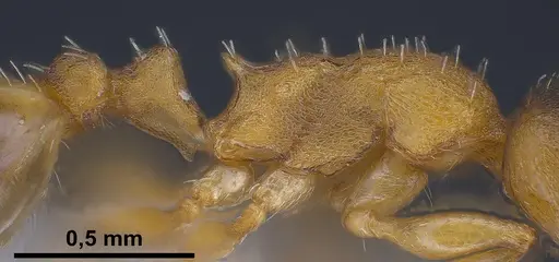 Temnothorax tergestinus - ANTWEB1041378