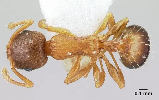 Temnothorax tergestinus - CASENT0179902