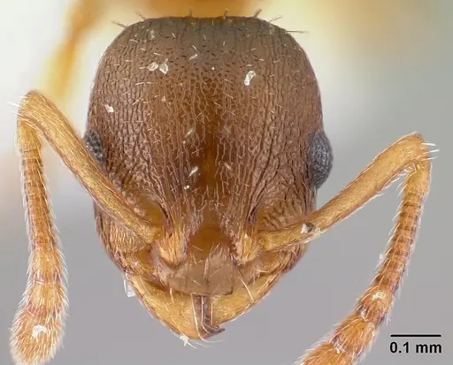 Temnothorax tergestinus - CASENT0179902