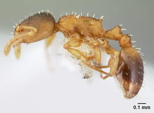 Temnothorax tergestinus - CASENT0179902