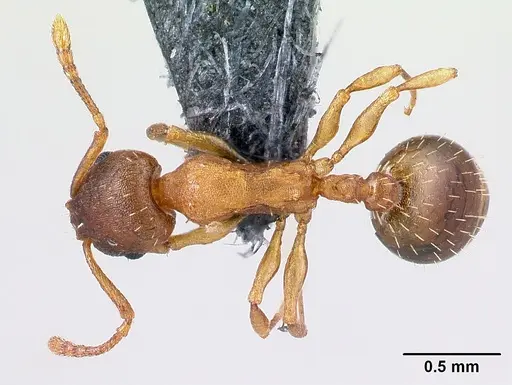 Temnothorax tergestinus - CASENT0179928