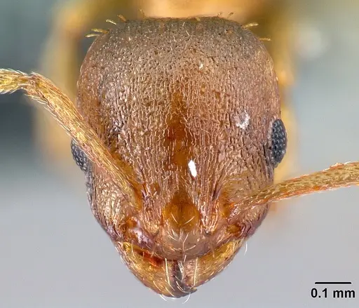 Temnothorax tergestinus - CASENT0179928