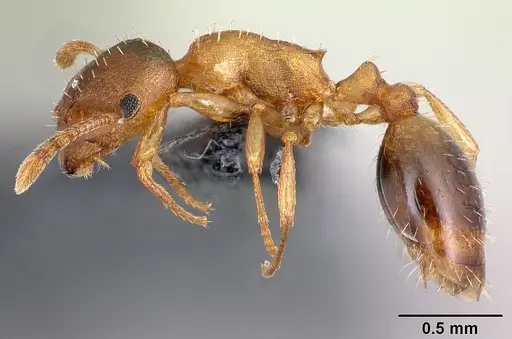 Temnothorax tergestinus - CASENT0179928